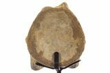 Polished Fossil Mosasaur Vertebra w/ Metal Stand - Texas #335046-3